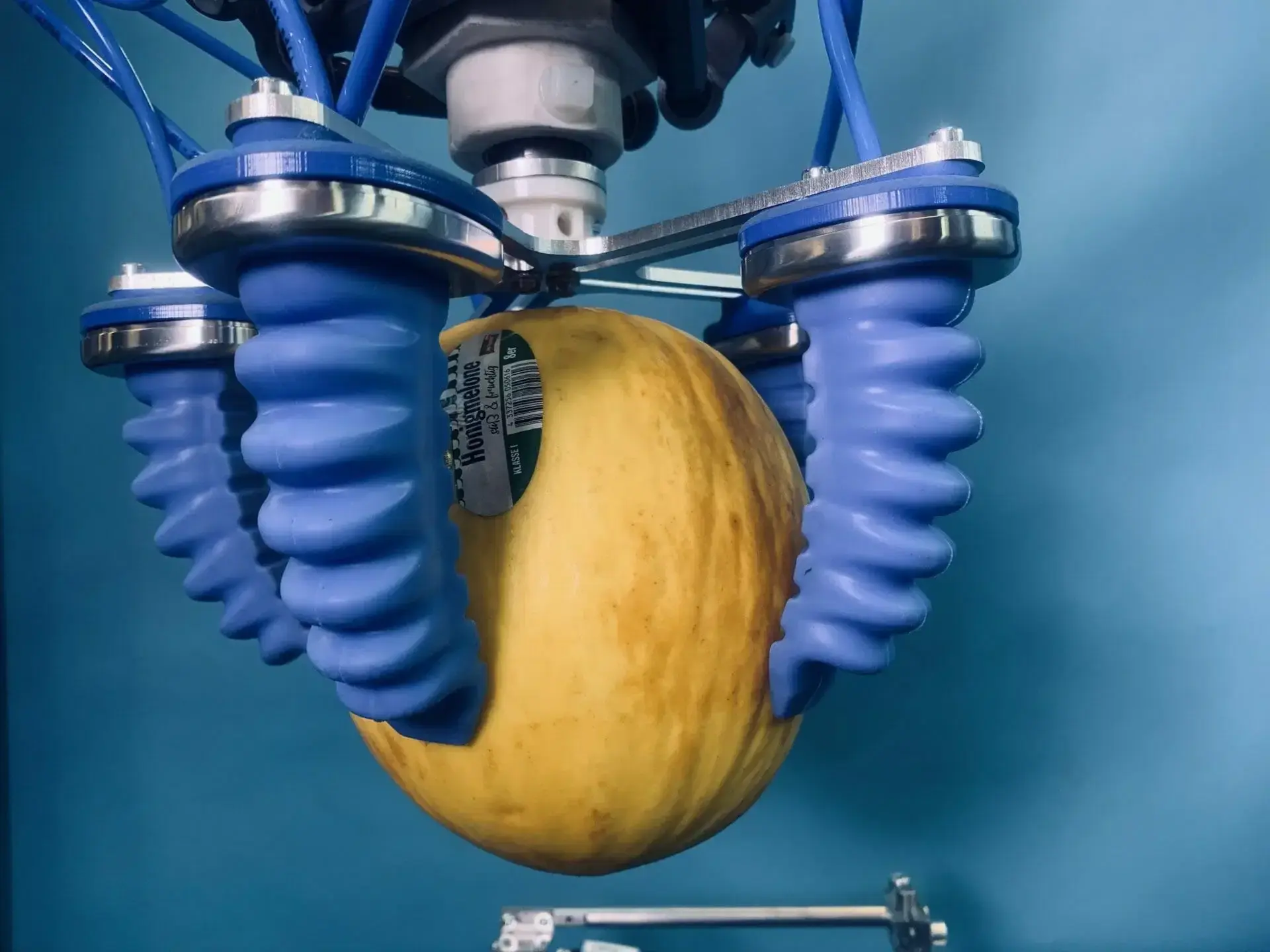 Soft gripper with four blue centric fingers holding a melon against a blue background